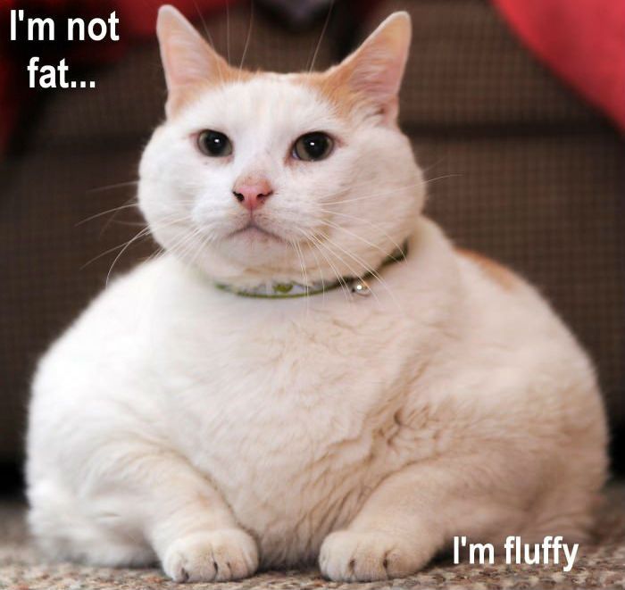 images/im-not-fat-im-fluffy.jpg